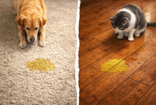 Carpet vs Hardwood Floor for homes with pets
